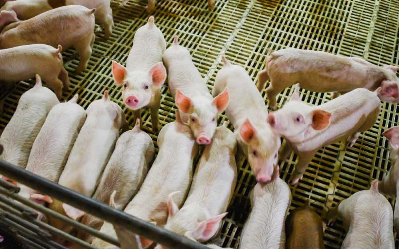 Group of weanling pigs inside a wean-to-finish facility.