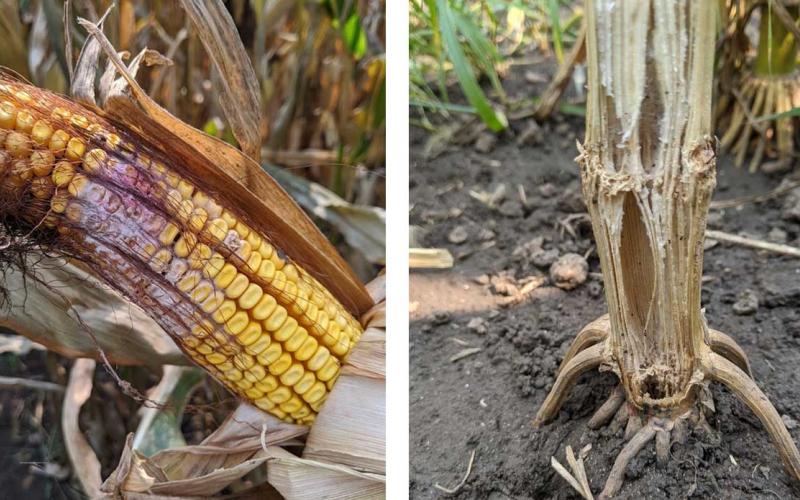 Left: A corn ear showing Gibberella ear rot symptoms. Right: A prematurely dried corn stalk split to reveal pith disintegration due to stalk rot.