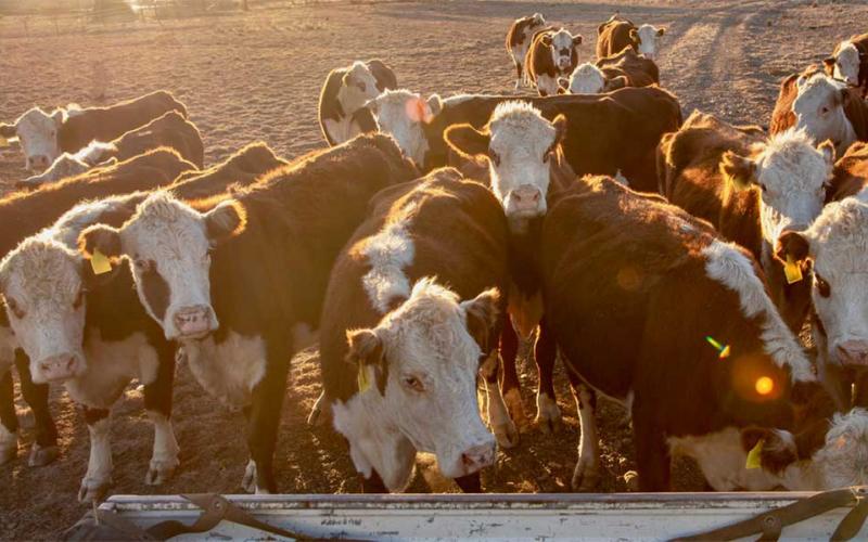 Group of hereford heifers waiting to be fed.