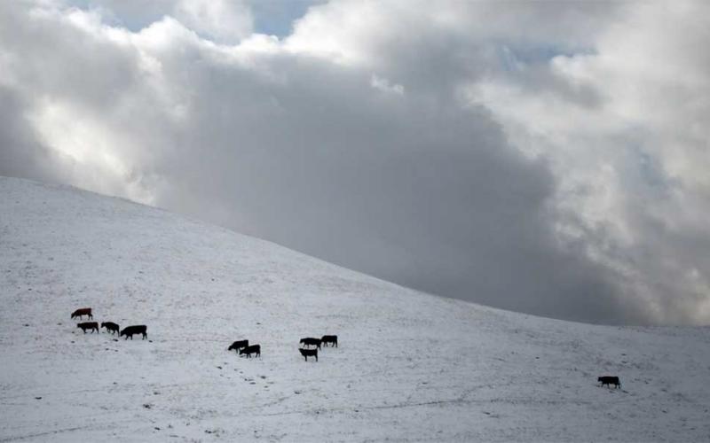 Group of angus cattle grazing winter pasture.