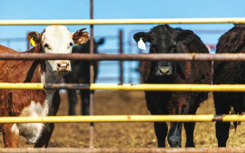 Group of mixed cattle behind a feedlot fence.