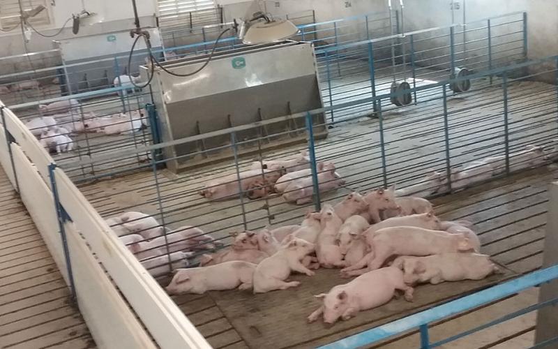 Group of pigs lying in a pile inside a wean-to-finish facility.