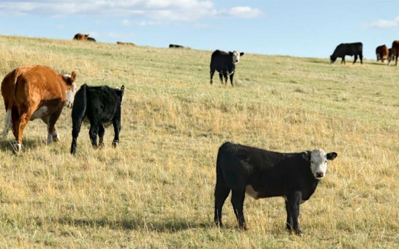 A small herd of cattle grazing a hilly pasture in early fall.