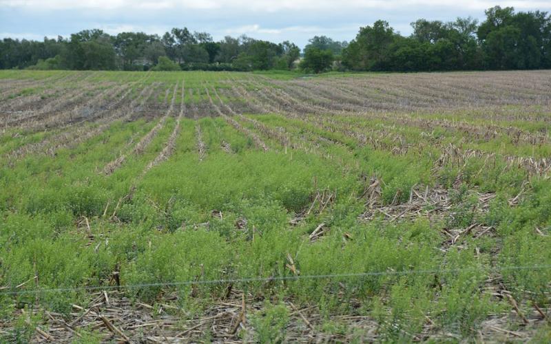 Harvested corn field with field pennycress throughout.