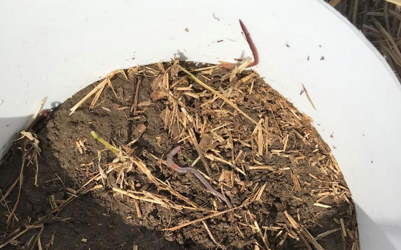 Earthworms on the soil surface inside a white hard-plastic ring, after mustard-vinegar solution was drained down through the soil profile forcing earthworms out onto the surface in order to be counted.