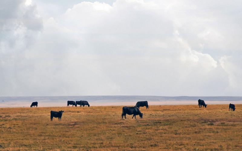 Small herd of mixed cattle grazing rangeland in late fall.