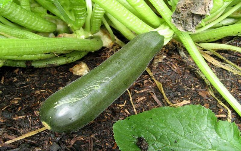 Zucchini ready to harvest. Courtesy: Mary Roduner