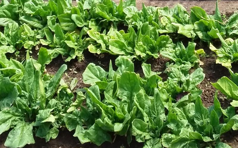 Two rows of leafy, salad greens growing in a garden.