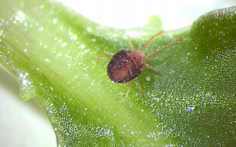 Tiny reddish-brown mite on a green leaf.