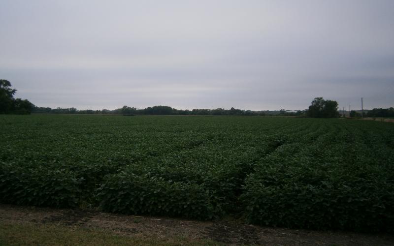 a field with plots of soybeans