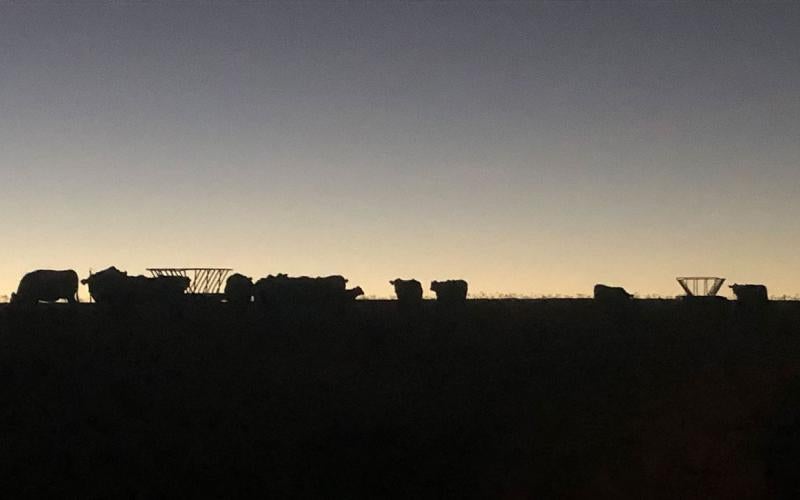Small herd of cattle waiting for feed at dusk.