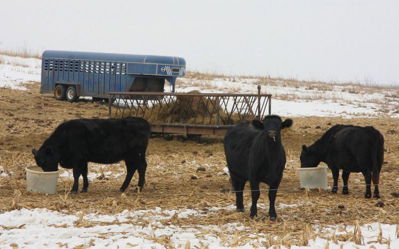 Three cattle feeding on supplemental forage near cornstalks.