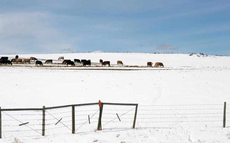 Cattle feeding on supplemental forage distributed on winter range.