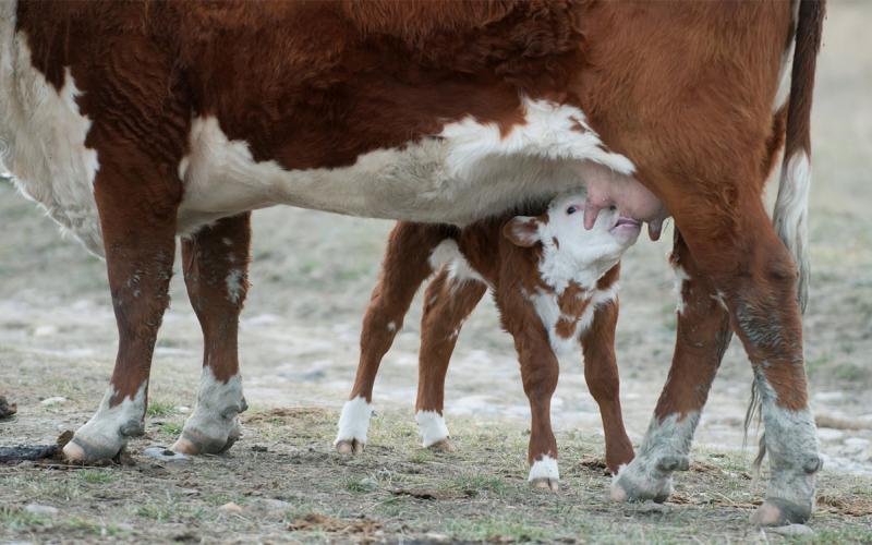 Hereford calf nursing from mother cow.