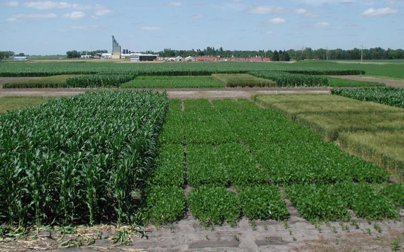 Several variety trial plots for different crops.