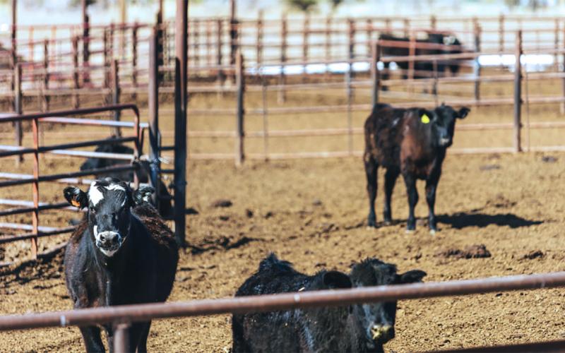 Three claves isolated in a feedlot pen.