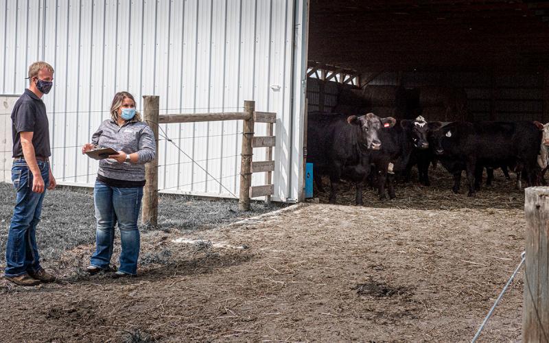 Two producers moving cattle out of a shelter.