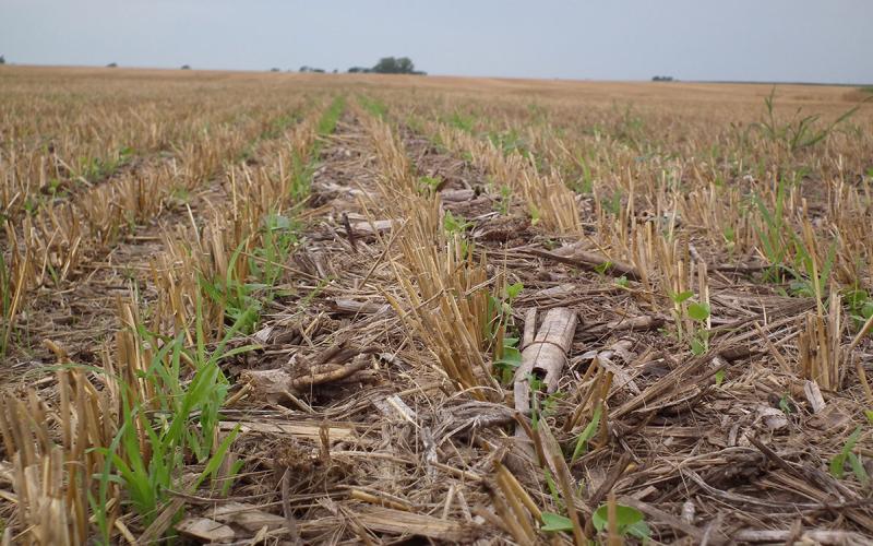 Cover crops emerging from a no-till field.