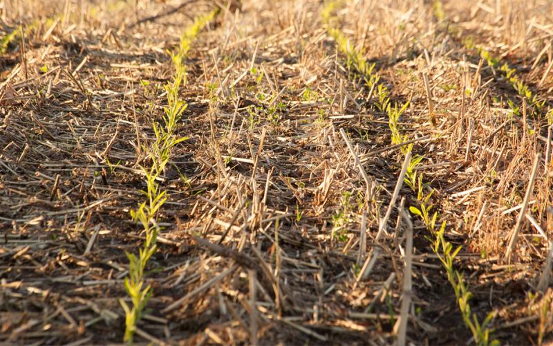 Young corn emerging in a no-till field.