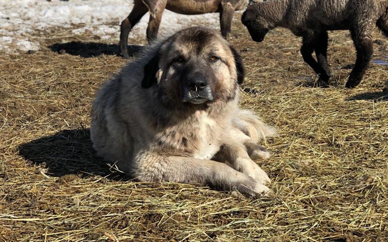 Livestock guardian dog resting near a flock of sheep.