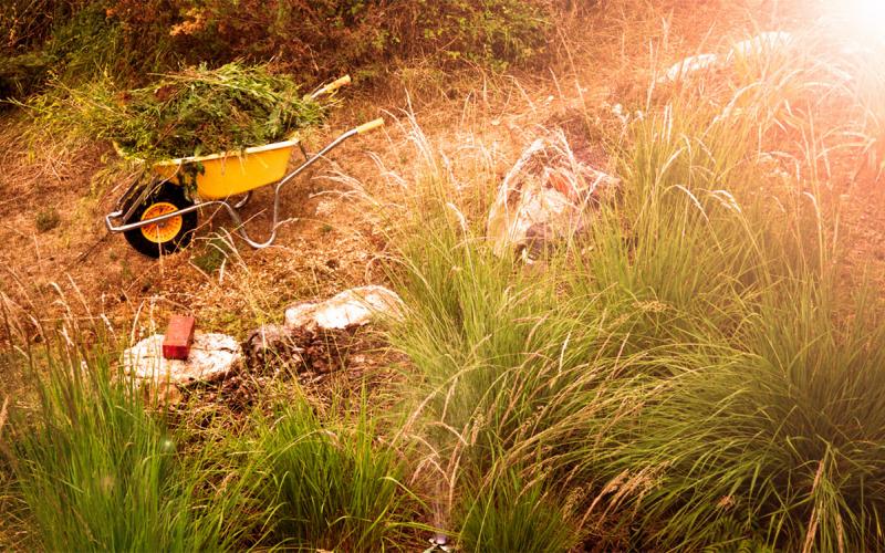 Wheel barrel full of plant trimmings in a drought-stressed garden.