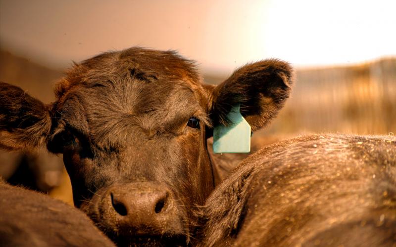 Group of black angus cattle under a hot sun.