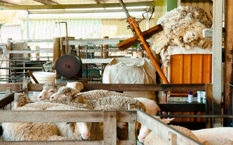 Small group of white sheep in a sheep shearing enclosure.