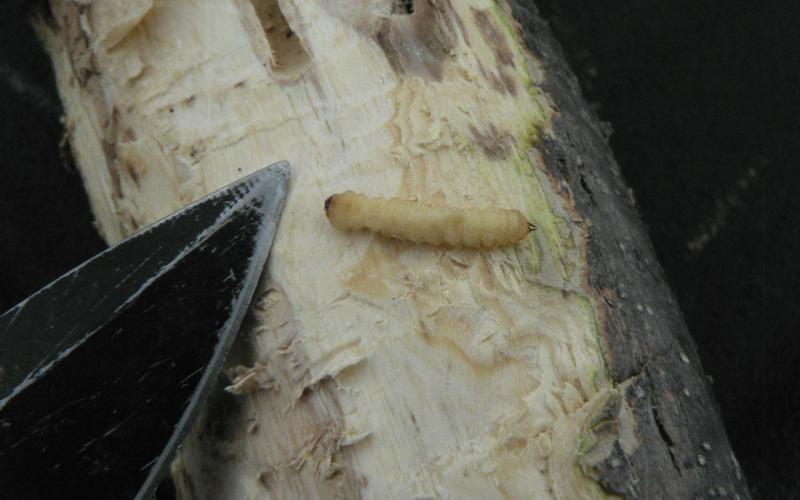 a grub on a tree branch that has the bark pealed off
