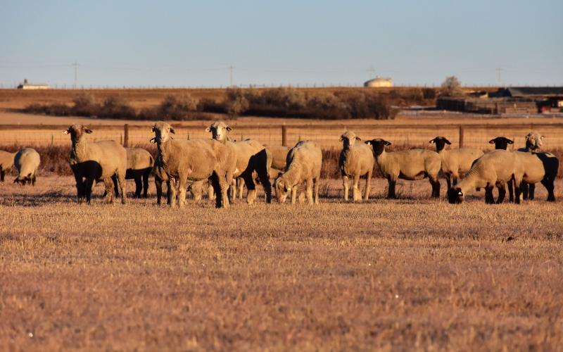 a herd of sheep standing in a pasture