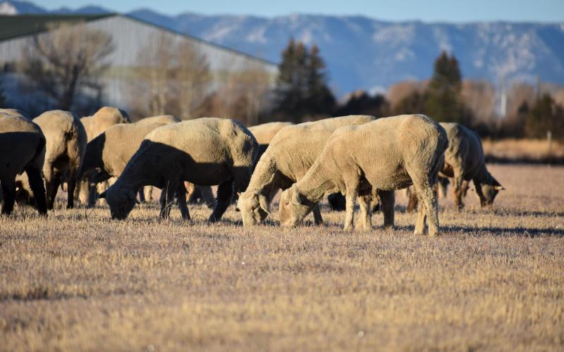a flock of sheep grazing in a field