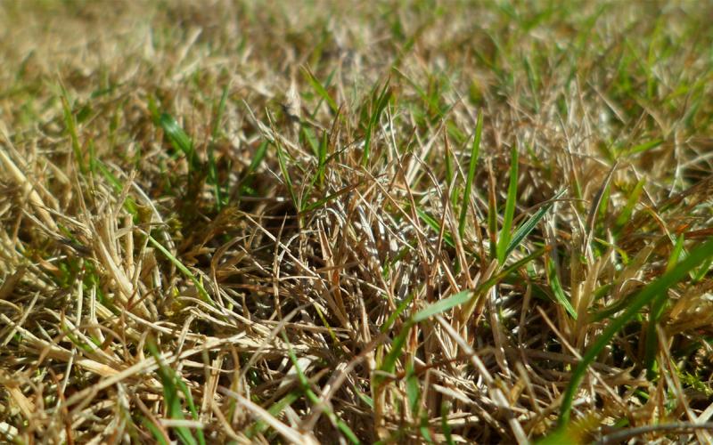 Close-up of a grass lawn during drought