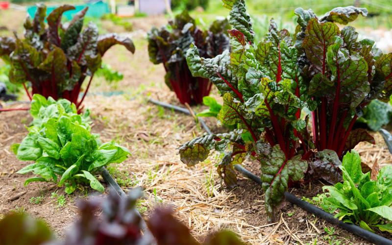 Drip irrigation system set up in a home garden.