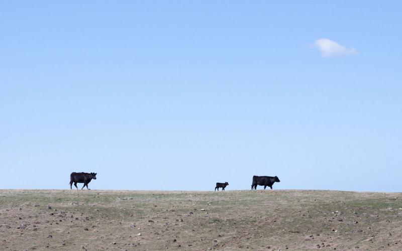 Two black angus cows with calf in a dry pasture.