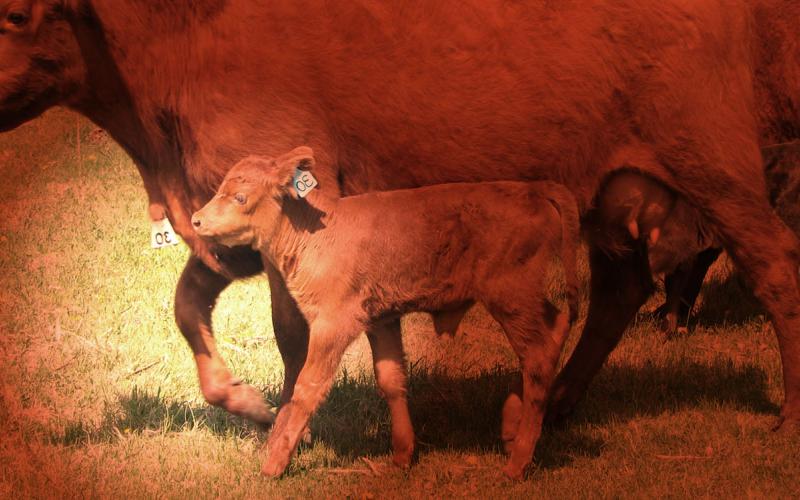 Cow with an injured foot walking along side calf.
