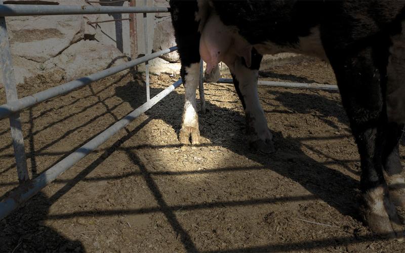 Cow exhibiting lameness symptoms with focus on its right, rear foot.
