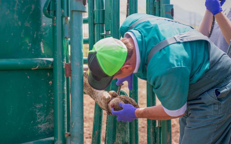 Cow receiving veterinary treatment for hoof injury.