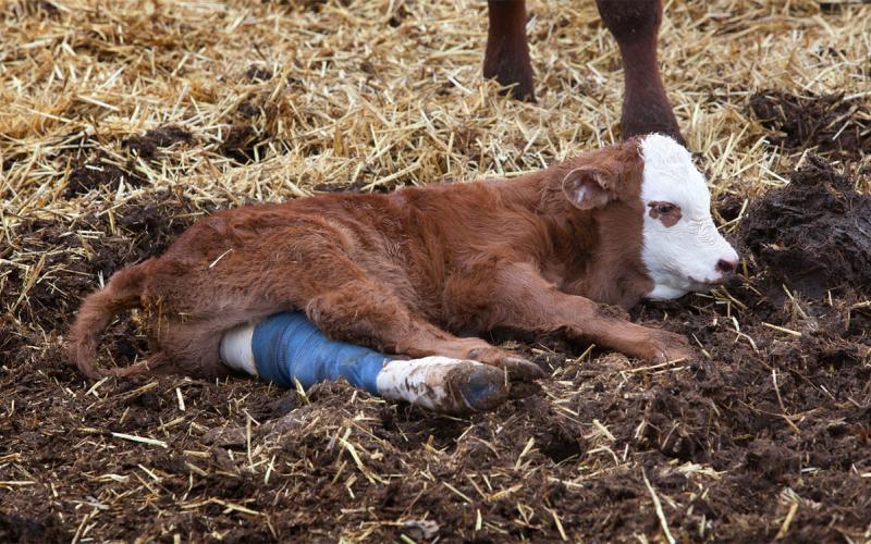Injured calf resting in a feedlot with a cast around its leg.
