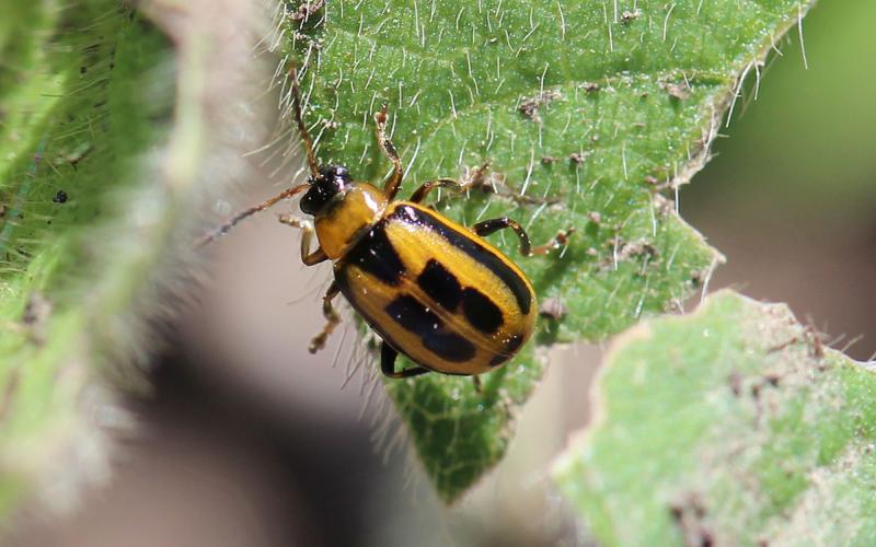 A yellow beetle with a black head, and square black markings on its back standing on a soybean leaf.