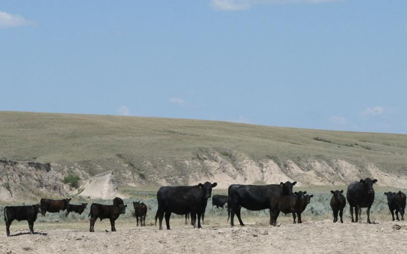 Cattle grazing drought-stressed rangeland in western South Dakota.