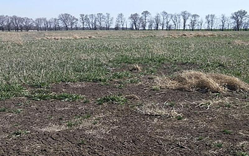 Dirt patch in the center of a pasture caused by white grub feeding