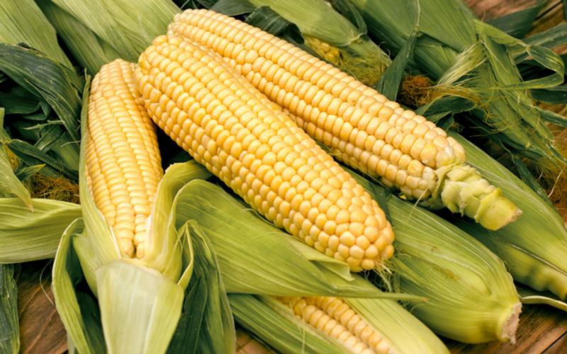 Several ears of sweet corn on a table.