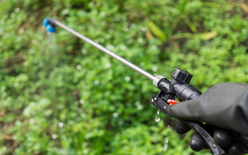 Hand holding herbicide sprayer over vegetable garden.