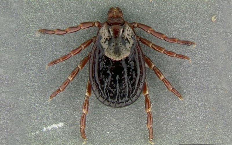 Dark brown tick with a white shield behind the head.