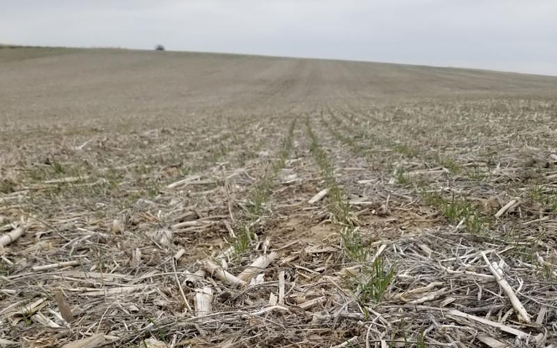 Winter wheat emerging from a dry stand in early spring.