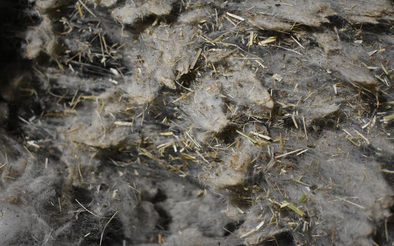 Fleece of sheep wool with visible plant matter throughout.