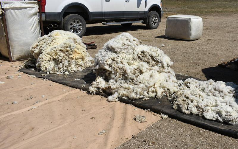 A pile of sheep fleeces ready for sorting.