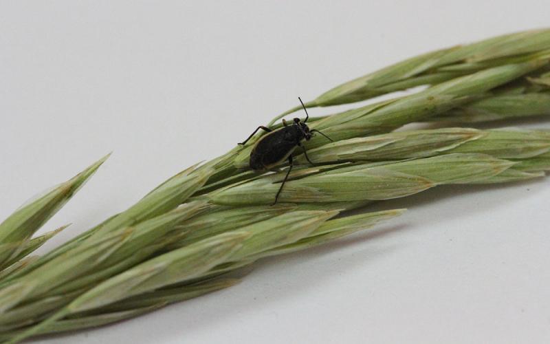 A small black bug with tan margins on the wings. This insect is resting on a grass seed head.