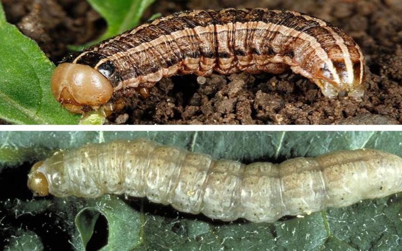 Top: Army cutworm caterpillar. Bottom: Pale western cutworm caterpillar.