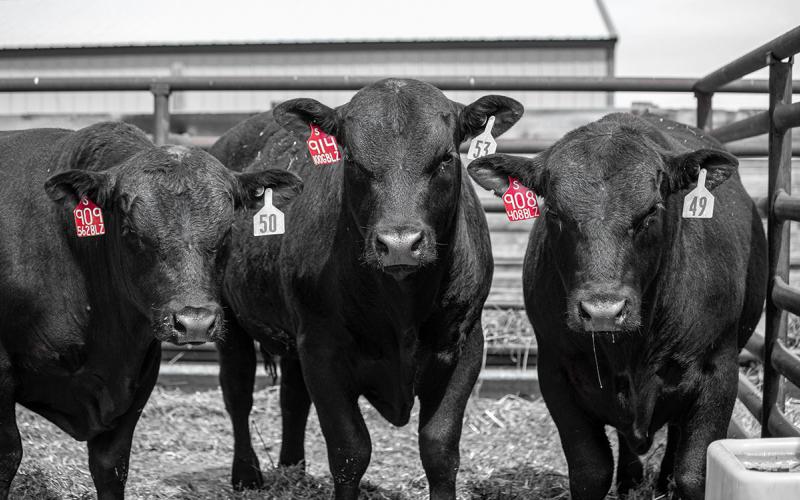 Three young, Black Angus bulls in a pen.