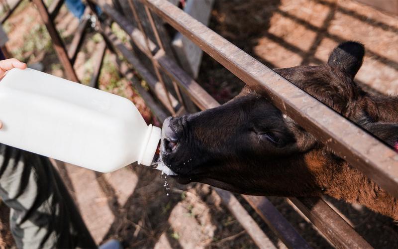 Young, black calf being bottle fed in a pen.